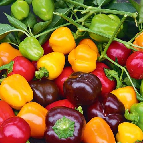 Перець солодкий Трюфельок F1, насіння артикул фото 1 Перець солодкий Трюфельок F1, насіння зображення 1 артикул 65348