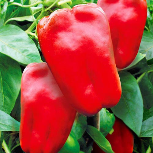 Перець солодкий Вікінг зображення 1 артикул 66492