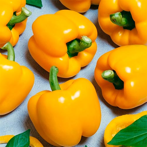 Перець солодкий Золотий Фазан, насіння зображення 1 артикул 70036