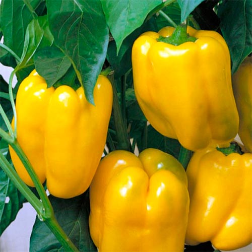 Перец сладкий Золотой юбилей, семена артикул фото 1 Перец сладкий Золотой юбилей, семена рисунок 1 артикул 70037