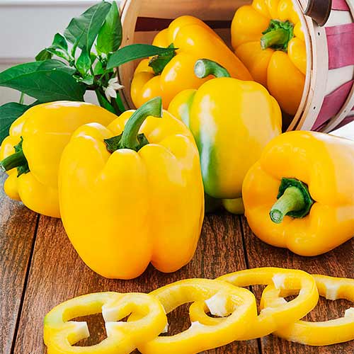 Перец сладкий Звезда Востока желтая, семена рисунок 1 артикул 70170