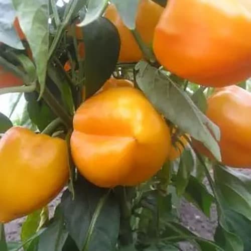 Перец Золотой фазан Профессиональные семена рисунок 1 артикул 87607