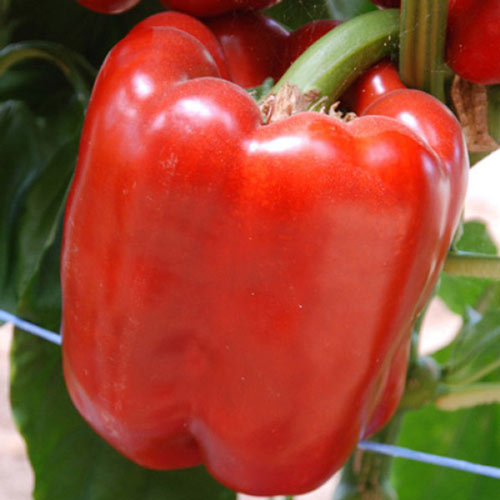 Перець солодкий Червоний бик зображення 1 артикул 65214