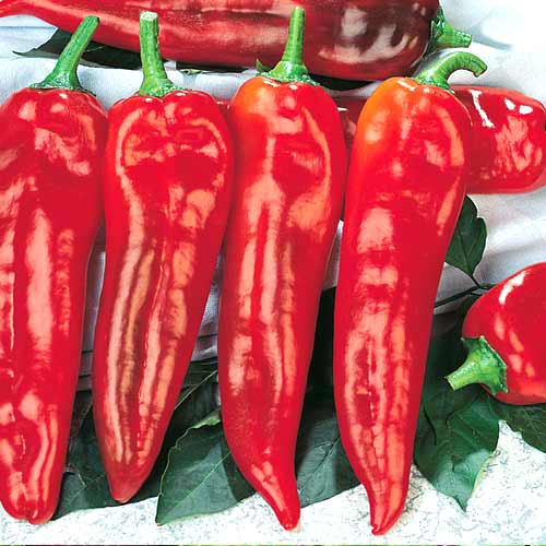 Перець гострий Полум'я дракона зображення 1 артикул 65213