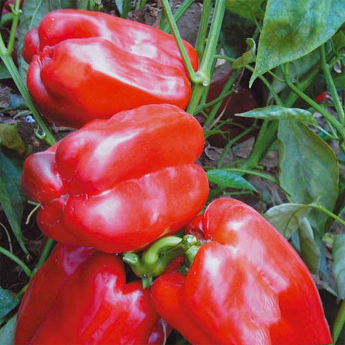 Перець солодкий Бон Апетит F1, насіння артикул фото 1 Перець солодкий Бон Апетит F1, насіння зображення 1 артикул 65349