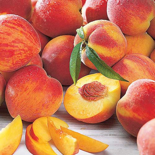 Персик Амбер Голд, саженцы рисунок 1 артикул 4221