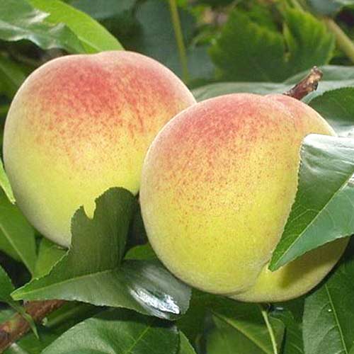 Персик Біянка ді Верона зображення 1 артикул 4223