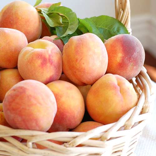 Персик Горіховий зображення 1 артикул 4226