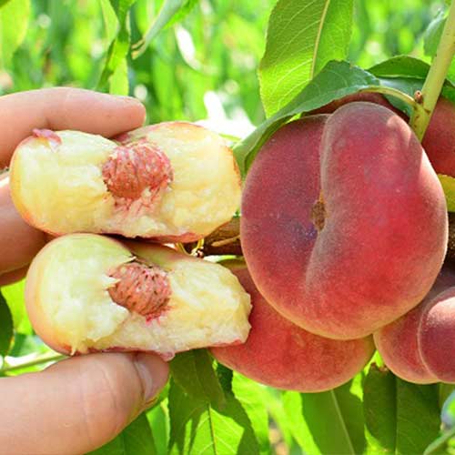 Персик Инжирный Пинк Ринг рисунок 1 артикул 4228