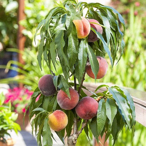 Персик колоновидний Штайнберг зображення 1 артикул 6989