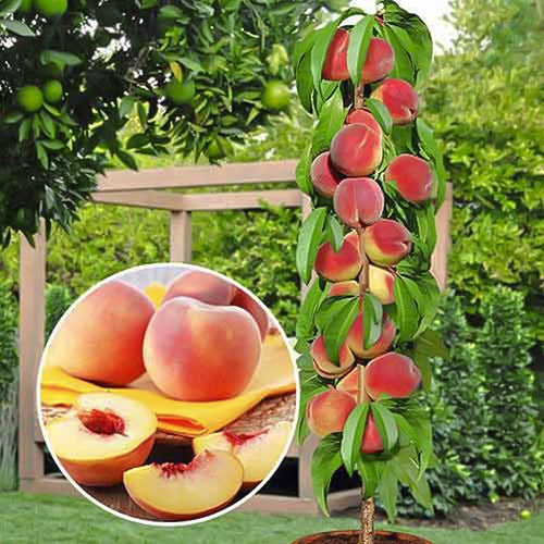 Персик колоновидный Медовый артикул фото 1 Персик колоновидный Медовый рисунок 1 артикул 1913