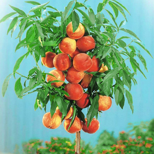 Персик колоновидний Золотий Тріумф зображення 1 артикул 1914