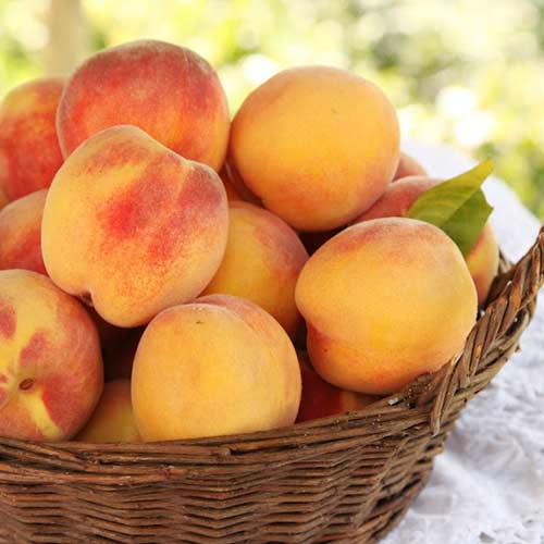 Персик Орфей зображення 1 артикул 4227