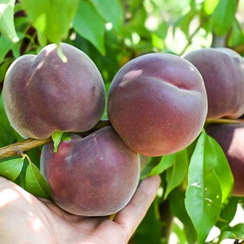 Персик Саммер Леди рисунок 1 артикул 4231