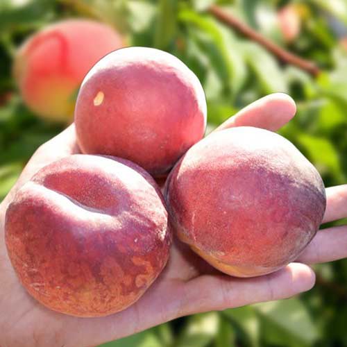 Персик Шугар Тайм, саджанці зображення 1 артикул 4234