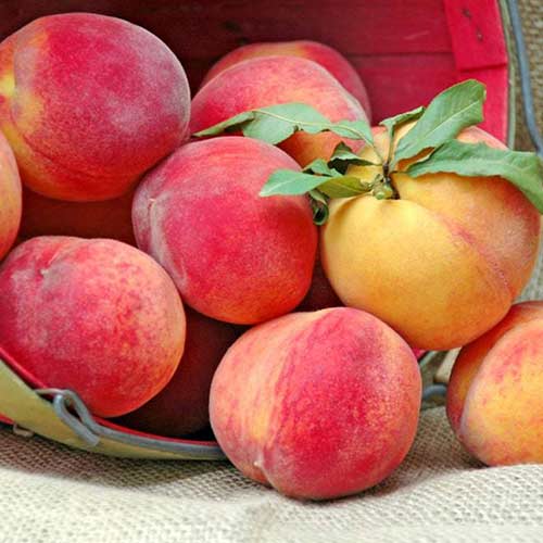 Персик Спрінг Леді зображення 1 артикул 4232