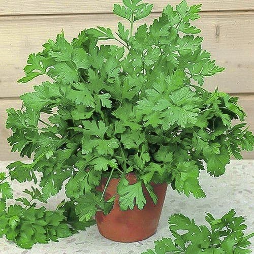 Петрушка Богатир Vinel seeds зображення 1 артикул 95726