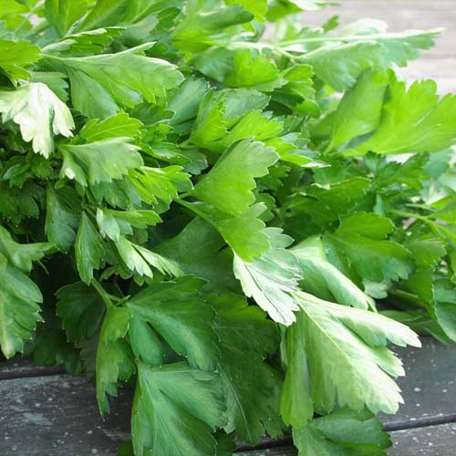 Петрушка листовая Богатырь Seedera рисунок 1 артикул 65644