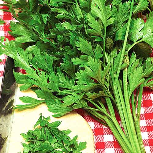 Петрушка листовая Гигантелла Seedera рисунок 1 артикул 65645