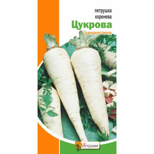 Петрушка корневая Сахарная Яскрава артикул фото 1 Петрушка корневая Сахарная Яскрава рисунок 1 артикул 99977
