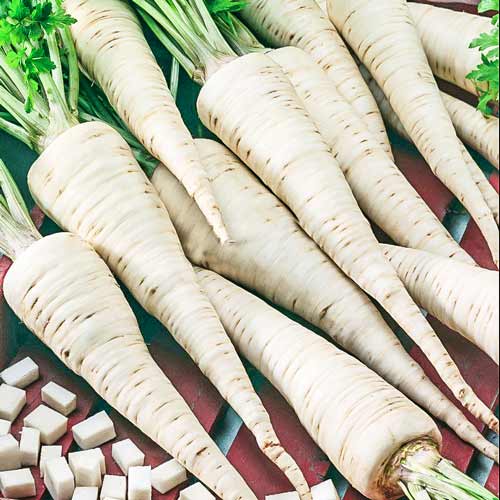 Петрушка корневая Урожайная Seedera рисунок 1 артикул 66499