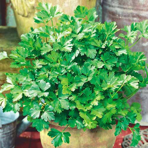 Петрушка кучерява, насіння зображення 1 артикул 65435