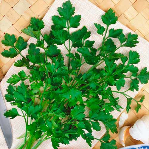 Петрушка листова Фест Імперія насіння зображення 1 артикул 96205