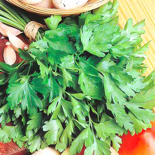 Петрушка листова Богатир зображення 1 артикул 66500