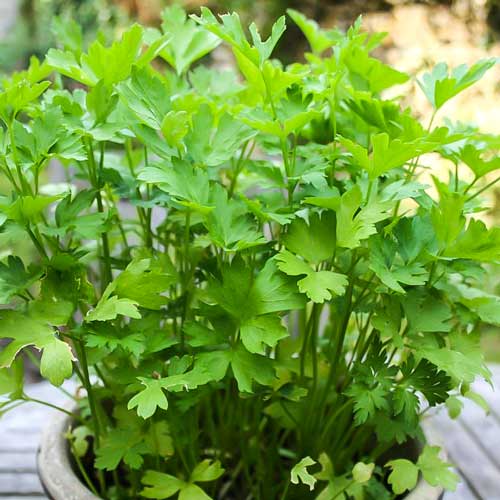 Петрушка листова Бутербродная, насіння зображення 1 артикул 66537