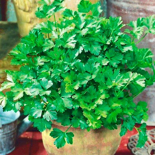 Петрушка листова звичайна, насіння артикул фото 1 Петрушка листова звичайна, насіння зображення 1 артикул 9701