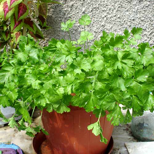 Петрушка Листова, насіння артикул фото 1 Петрушка Листова, насіння зображення 1 артикул 66597