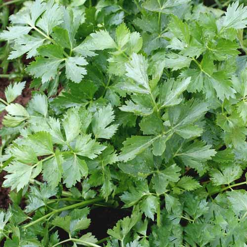 Петрушка листова Ніжний аромат, насіння зображення 1 артикул 65350