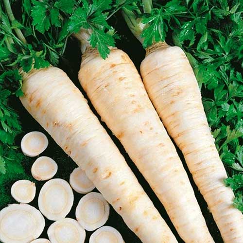 Петрушка коренева Цукрова Seedera артикул фото 1 Петрушка коренева Цукрова Seedera зображення 1 артикул 65646