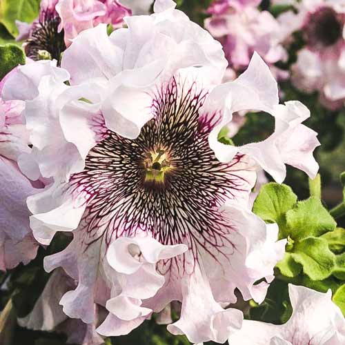 Петунія бахромчата Альба, насіння артикул фото 1 Петунія бахромчата Альба, насіння зображення 1 артикул 66910