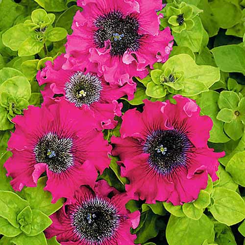 Петунія бахромчата Бордова, насіння зображення 1 артикул 66911