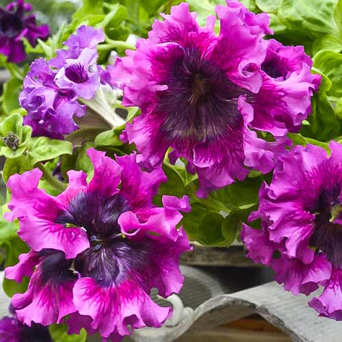 Петунія бахромчата Темно-пурпурова, насіння артикул фото 1 Петунія бахромчата Темно-пурпурова, насіння зображення 1 артикул 66912