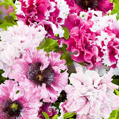 Петунія бахромчата Тріумф Чорний, суміш забарвлень зображення 1 артикул 66913