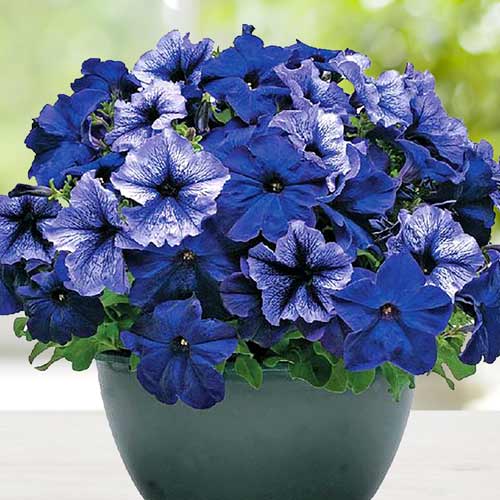 Петуния Браво полярное сияние F1 рисунок 1 артикул 72458