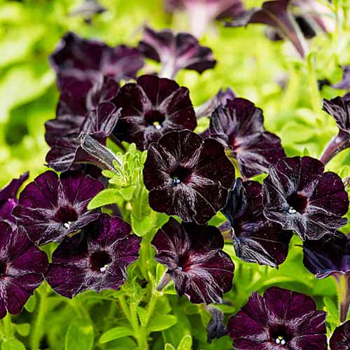 Петуния многоцветковая Черная вишня F1, семена рисунок 1 артикул 66286