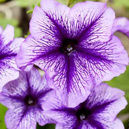 Петуния Дэдди голубая Элитсорт рисунок 1 артикул 90597