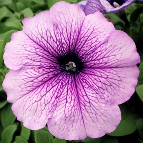 Петунія Дедді Охрід бузкова Елітсорт зображення 1 артикул 90595