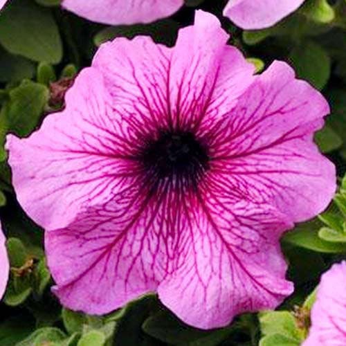 Петуния Дэдди Пеперминт розовая Элитсорт артикул фото 1 Петуния Дэдди Пеперминт розовая Элитсорт рисунок 1 артикул 90596