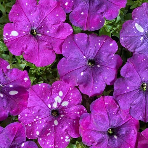 Петунія Дот Стар Зоряне небо F1, cуміш забарвлень зображення 1 артикул 90768