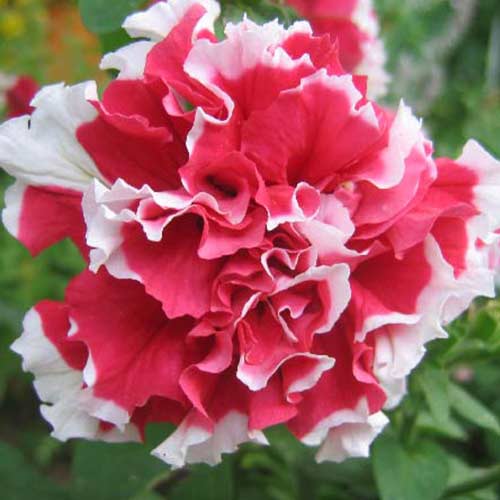 Петуния Дуэт розовая с белым F1 рисунок 1 артикул 89561