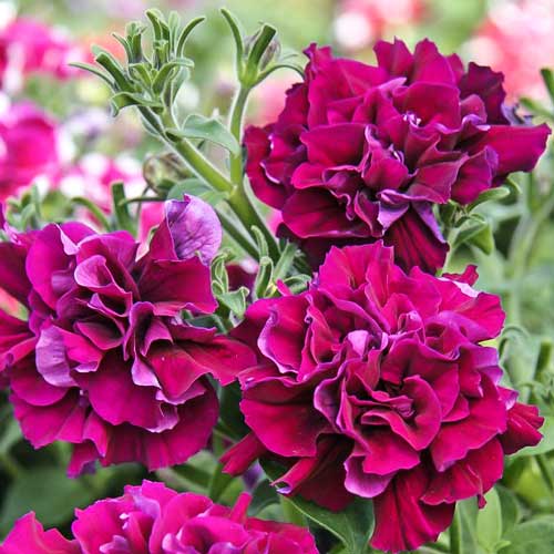 Петуния Дуо Бургунди F1, семена рисунок 1 артикул 70100