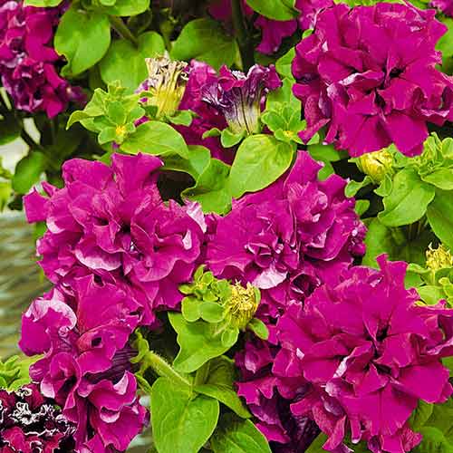 Петунія каскадна Бургунді F1, насіння артикул фото 1 Петунія каскадна Бургунді F1, насіння зображення 1 артикул 70101