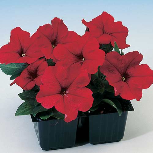 Петунія Ламбада червона F1 Садиба центр зображення 1 артикул 89579