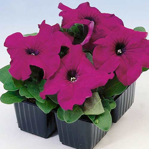 Петунія Ламбада пурпурова F1 Садиба центр зображення 1 артикул 89574