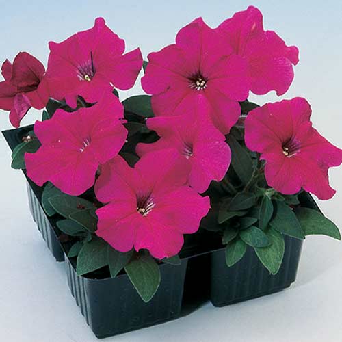 Петунія Ламбада рожева F1 Садиба центр зображення 1 артикул 89575