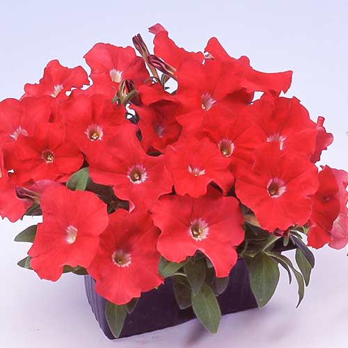 Петуния Ламбада Скарлет F1 Садыба центр рисунок 1 артикул 89578